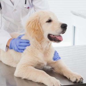 Pet Health Insurance