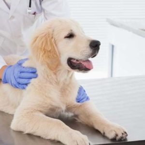 Pet Health Insurance